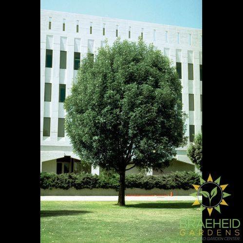 Patmore Ash- Tree for sale, Grown in Grande Prairie -Braeheid Gardens Ltd. on Emerson Trail