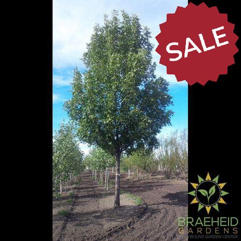 Trojan Green Ash- Tree for sale, Grown in Grande Prairie -Braeheid Gardens Ltd. on Emerson Trail