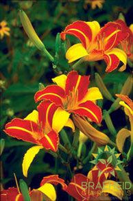 Frans Hals Daylily