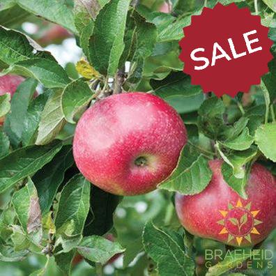 Hardi-Mac Apple- Tree for sale, Grown in Grande Prairie -Braeheid Gardens Ltd. on Emerson Trail