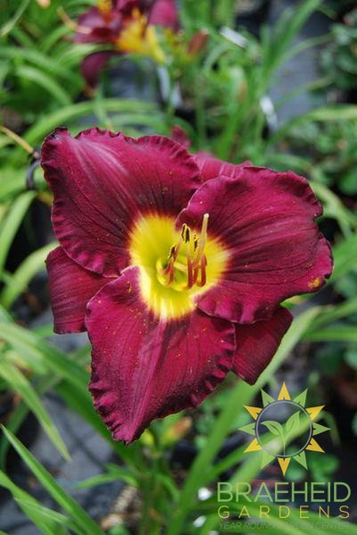 Daylily 'Bella Lugosi' - NO SHIP -