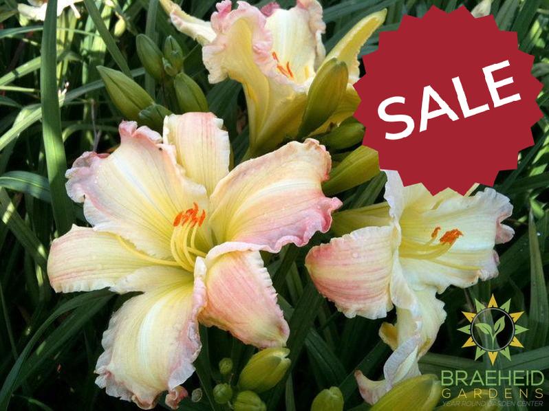 Big Smile Daylily