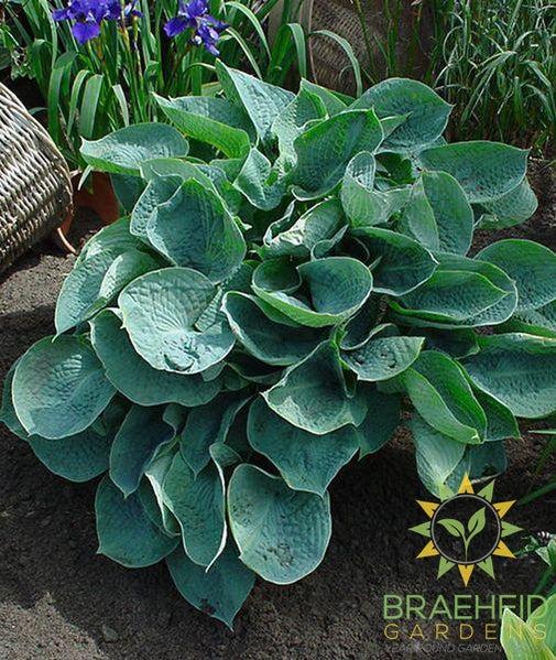 Abiqua Drinking Gourd Hosta - NO SHIP