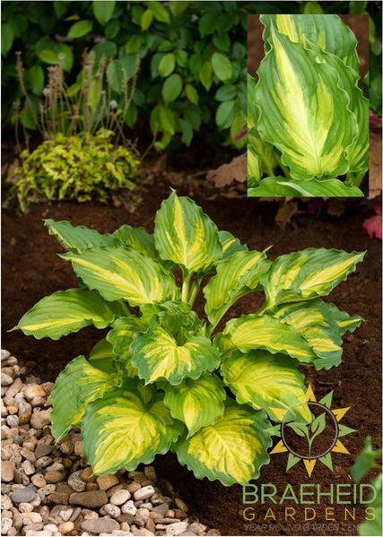 Lakeside Paisley Print Hosta - NO SHIP