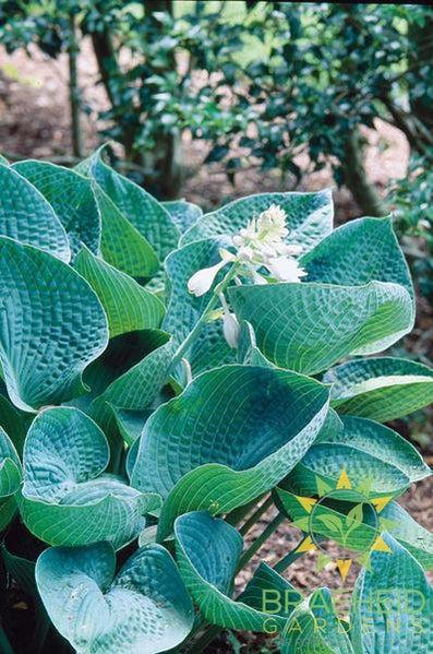 Love Pat Hosta - NO SHIP