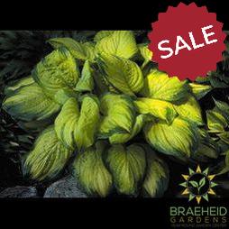 Stained Glass Hosta - NO SHIP