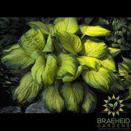 Stained Glass Hosta - NO SHIP