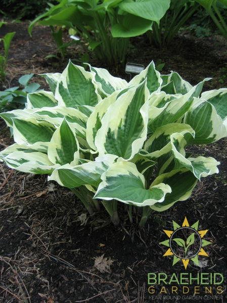 Patriot Hosta - NO SHIP