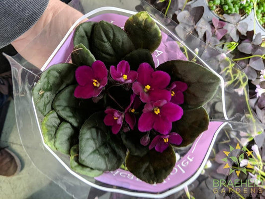 African Violet