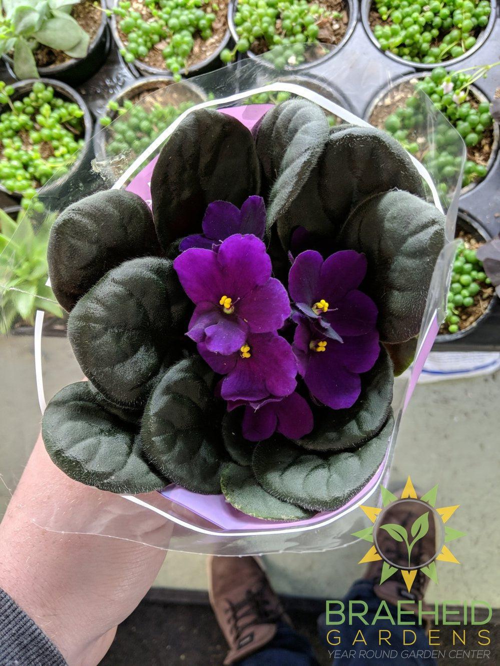 African Violet