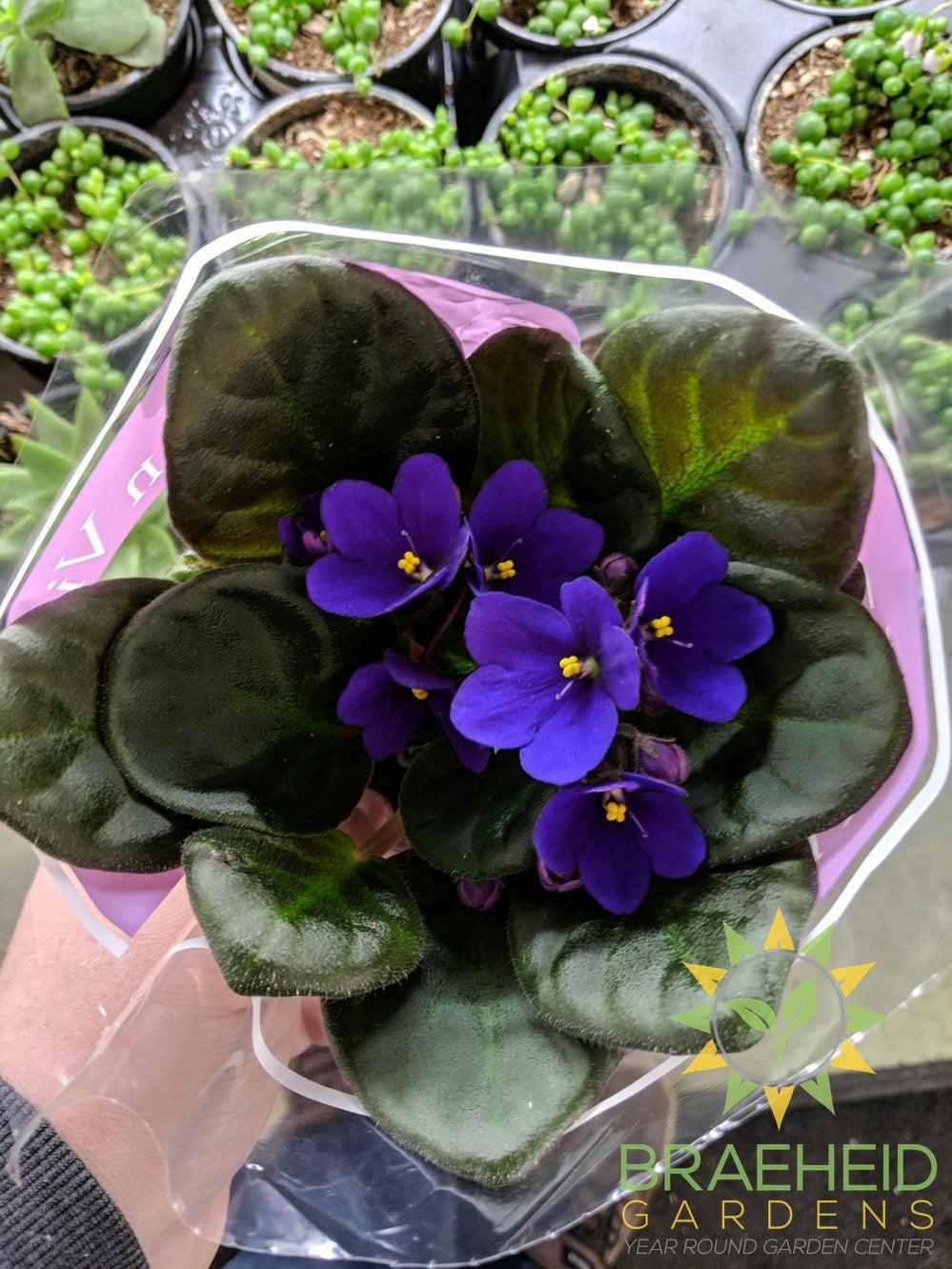 African Violet