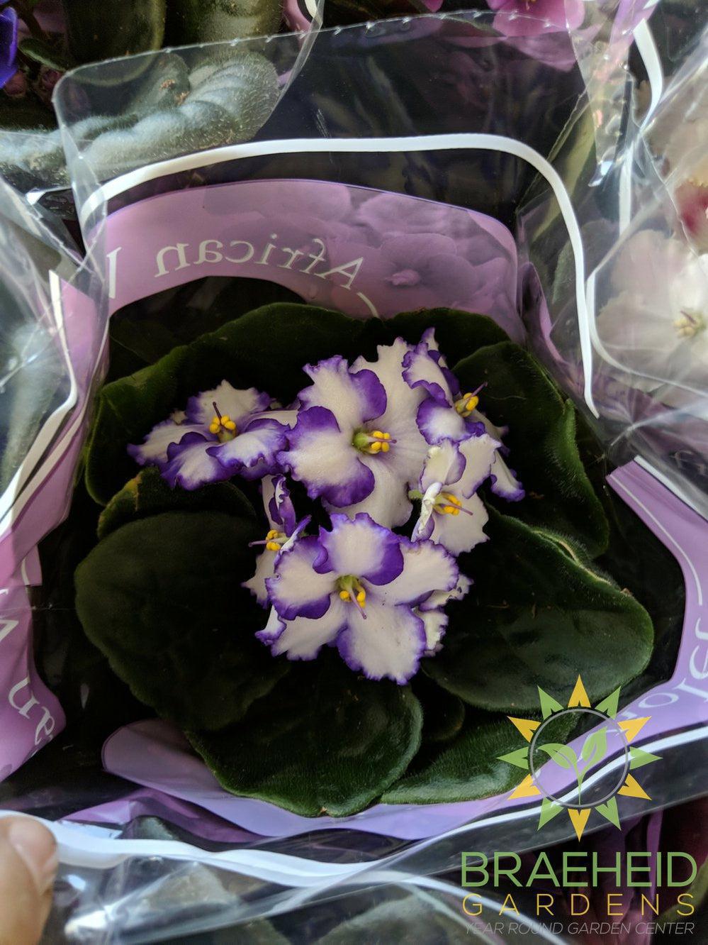 African Violet