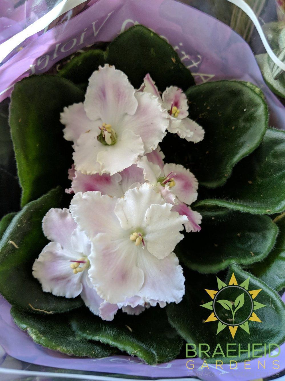 African Violet