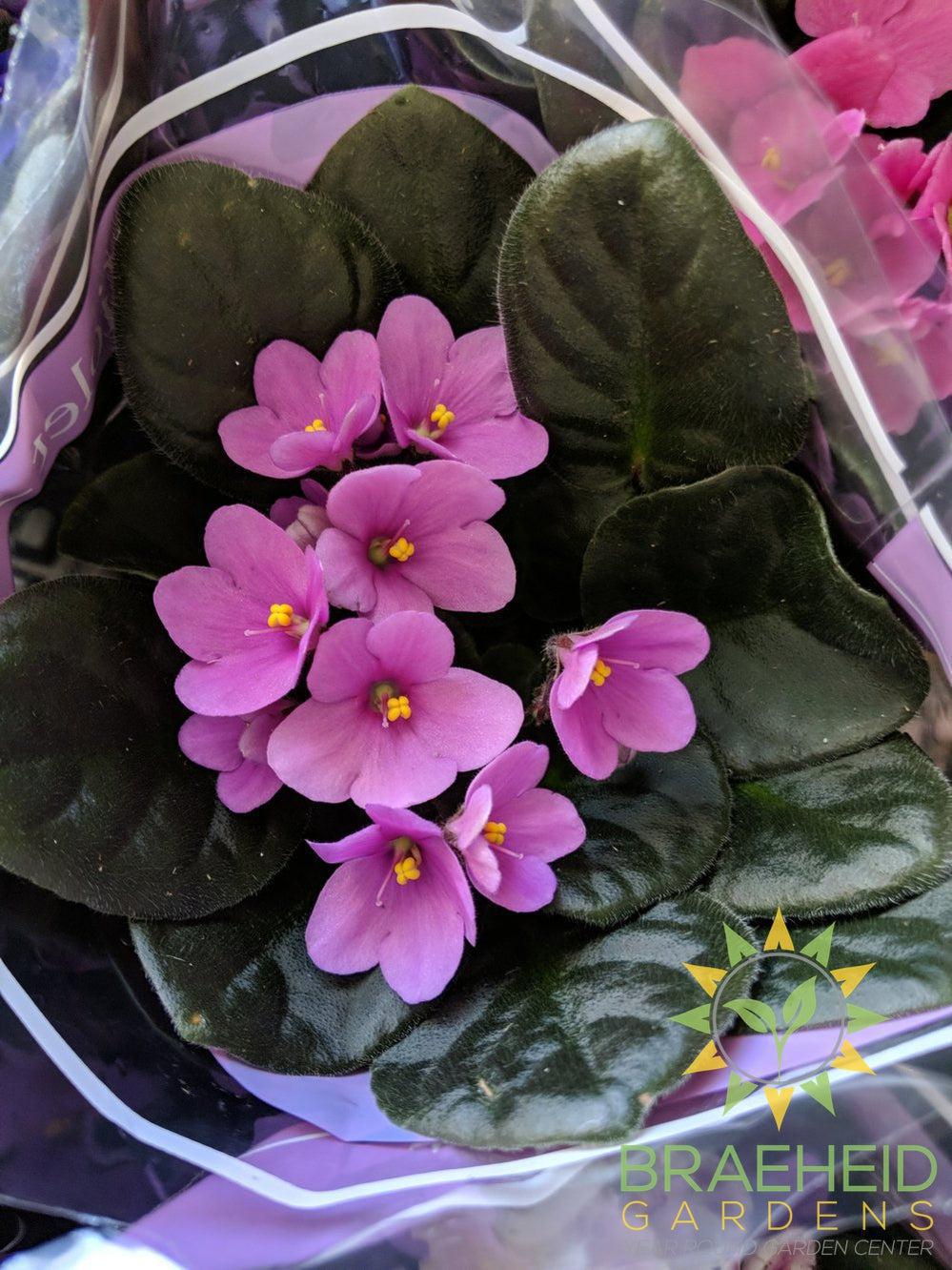 African Violet