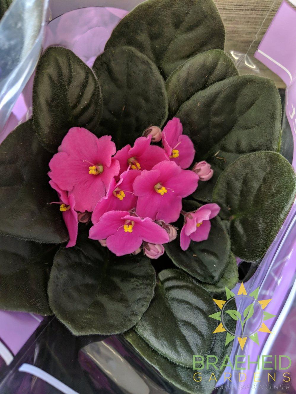 African Violet