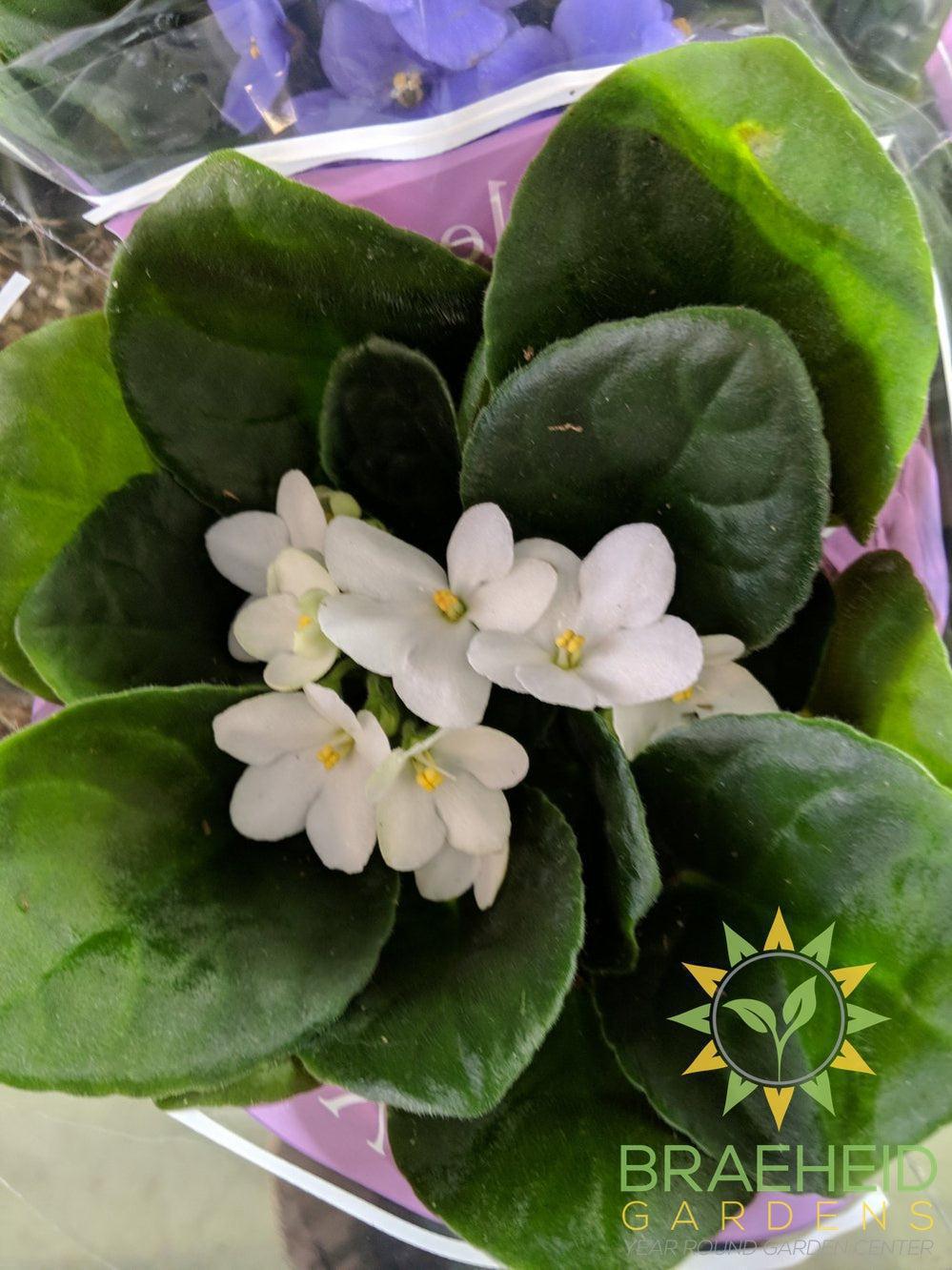 African Violet