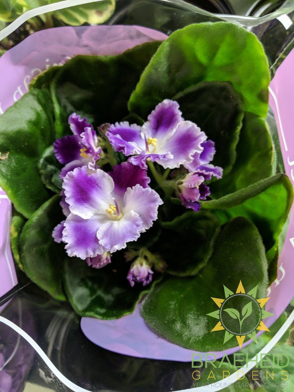 African Violet