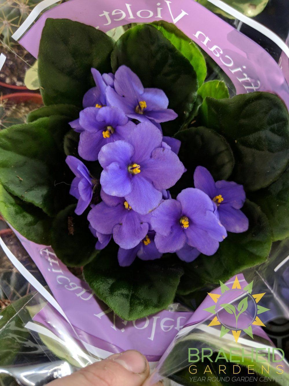 African Violet