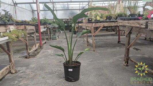 Large White Bird Of Paradise - NO SHIP