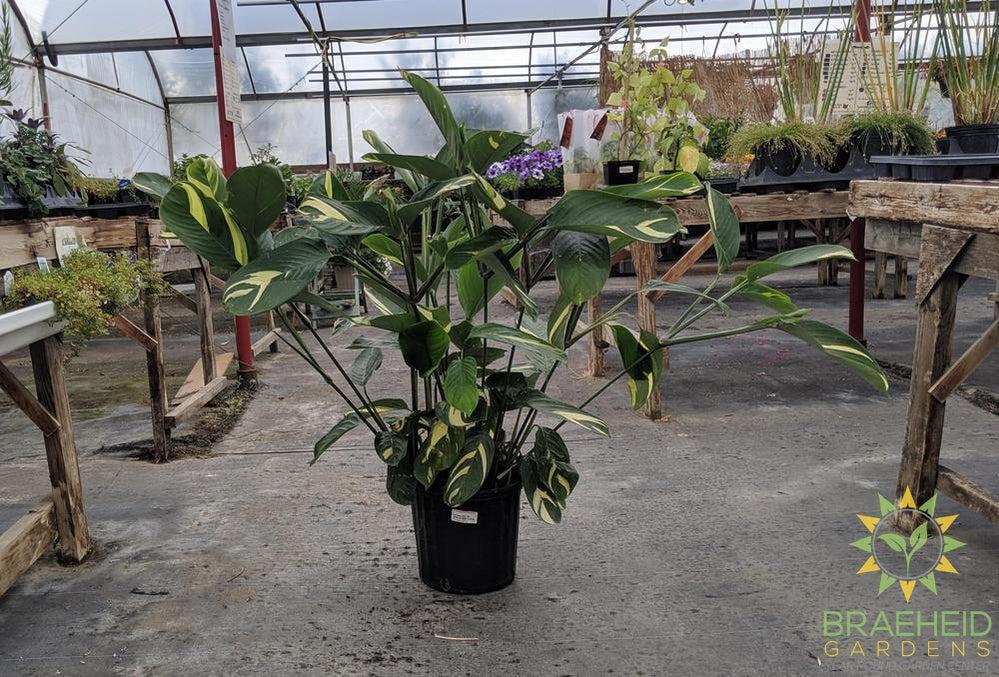 Buy houseplants Grande Prairie Alberta