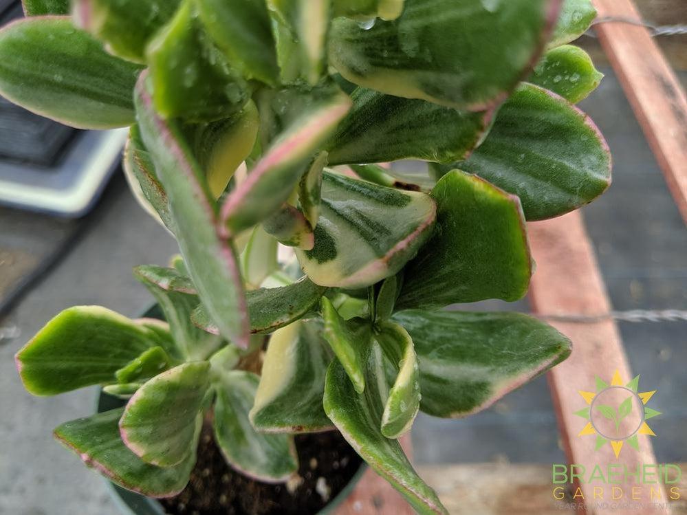 Variegated Jade (Crassula Ovata)