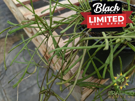 Hoya Retusa plant photo