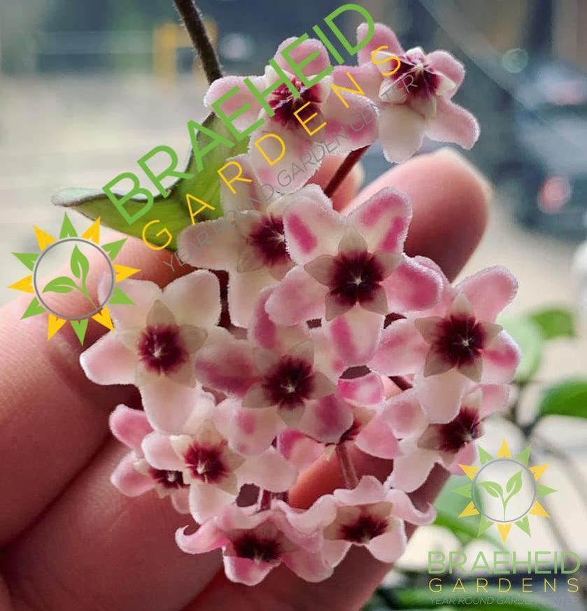 Hoya Carnosa Flower