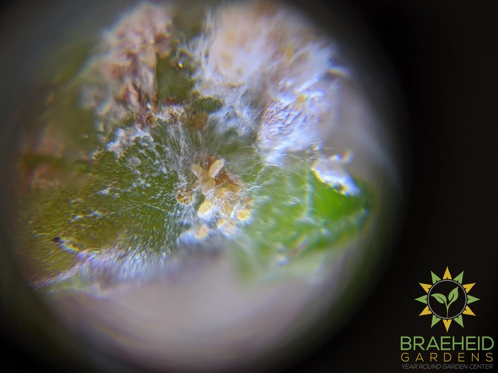 Active Eye Microscope