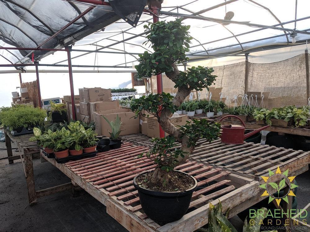 S Shaped Ficus Ginseng Bonsai - No Ship