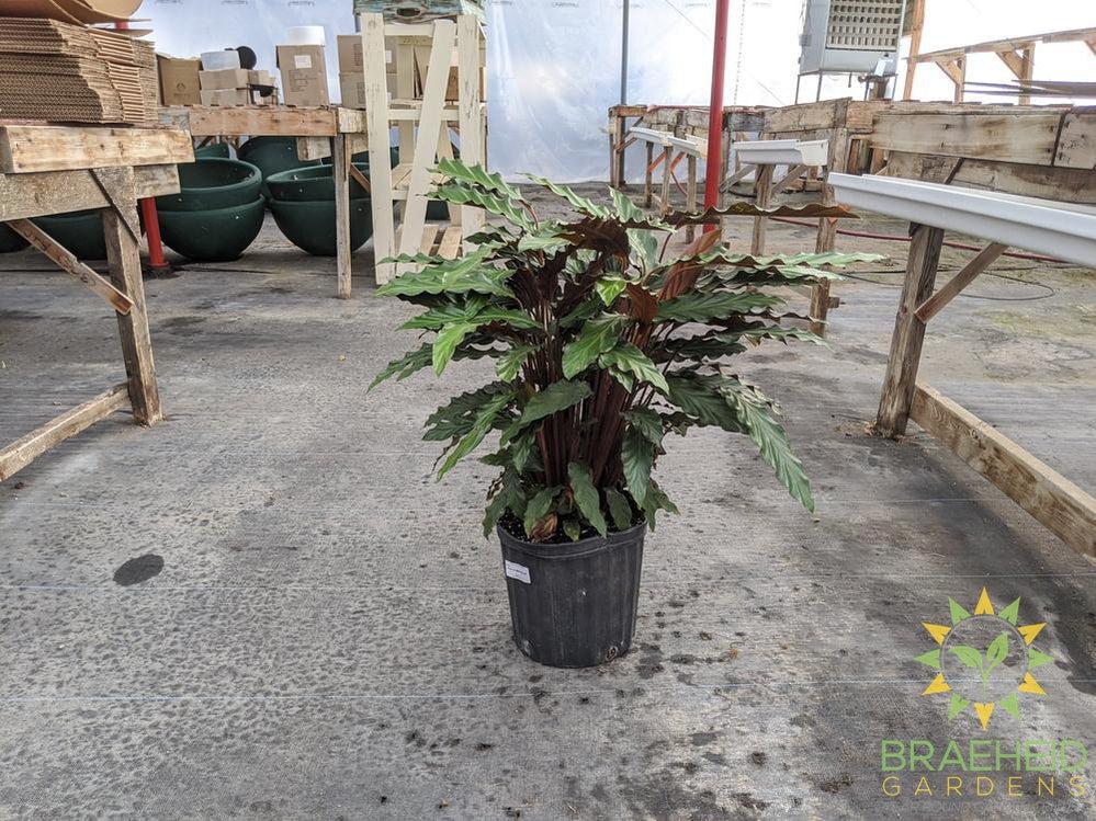 Large Calathea Velvet leaf - Calathea Rufibarba - NO SHIP