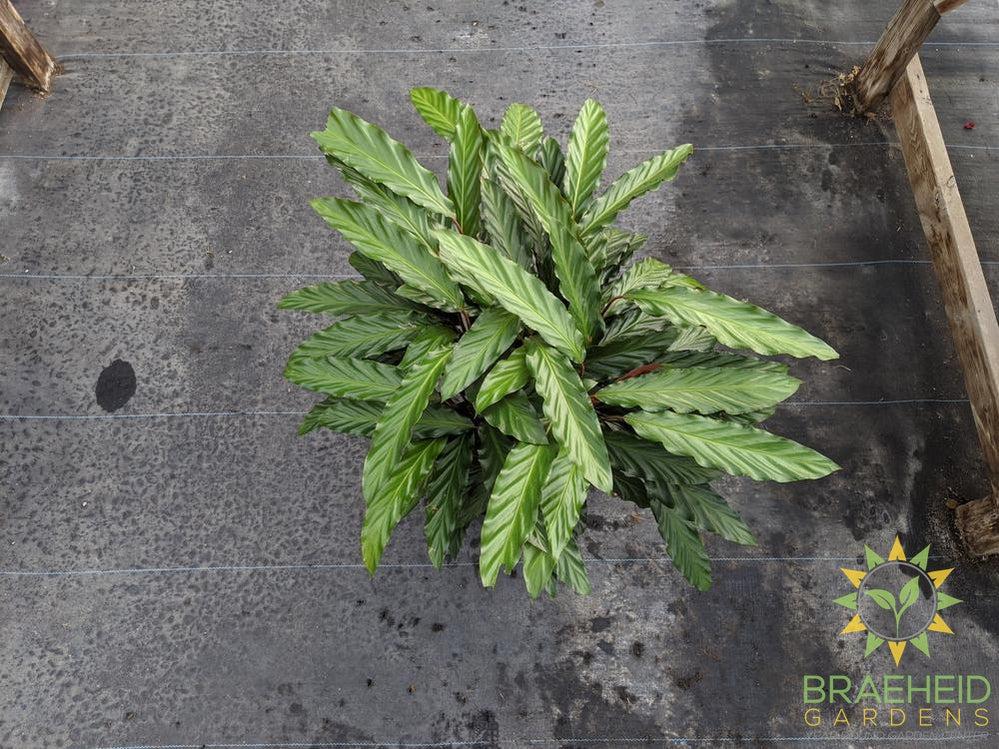 Large Calathea Velvet leaf - Calathea Rufibarba - NO SHIP