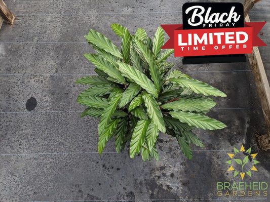 Large Calathea Velvet leaf - Calathea Rufibarba - NO SHIP