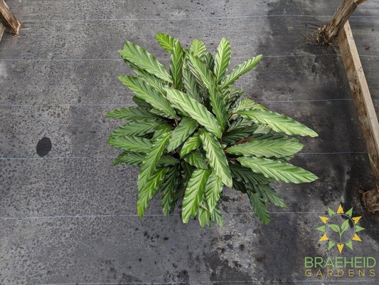 Large Calathea Velvet leaf - Calathea Rufibarba - NO SHIP