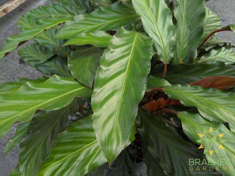 Large Calathea Velvet leaf - Calathea Rufibarba - NO SHIP