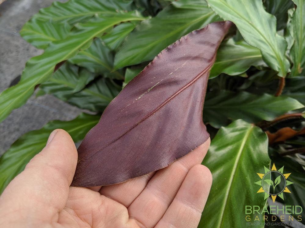 Large Calathea Velvet leaf - Calathea Rufibarba - NO SHIP