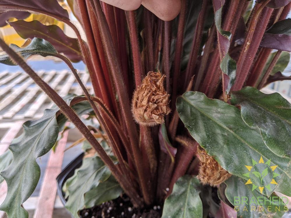 Large Calathea Velvet leaf - Calathea Rufibarba - NO SHIP