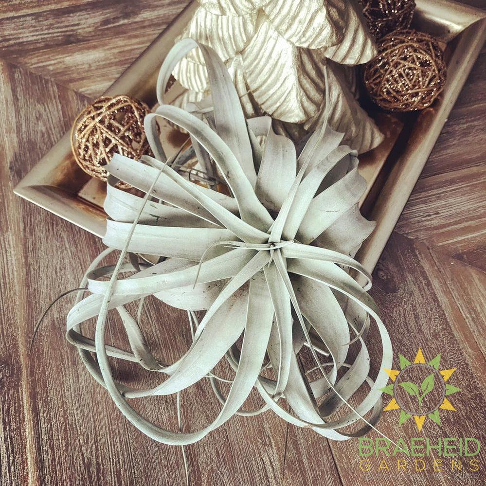 Xerographica Tillandsia