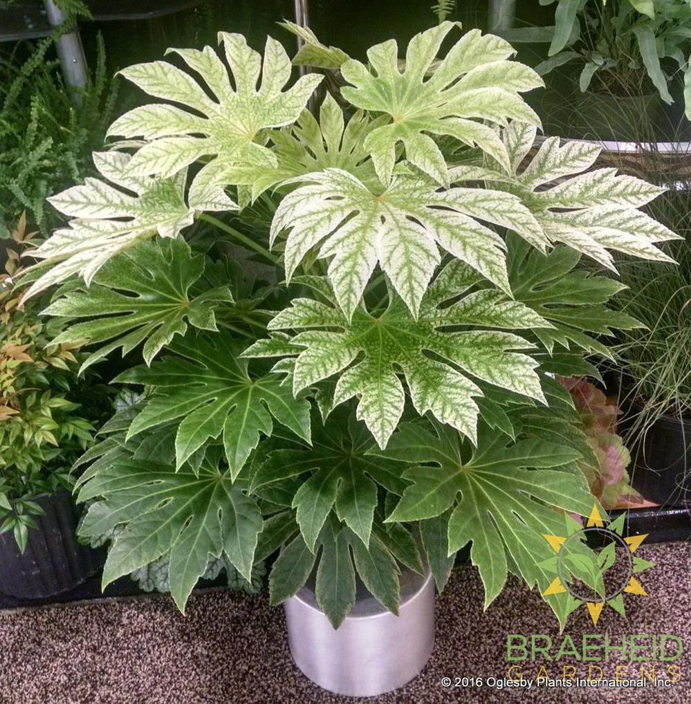 Large Fatsia Spider - NO SHIP