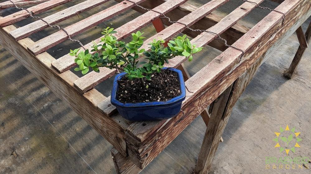 Japanese Dwarf Holly Bonsai