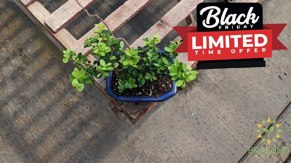 Japanese Dwarf Holly Bonsai