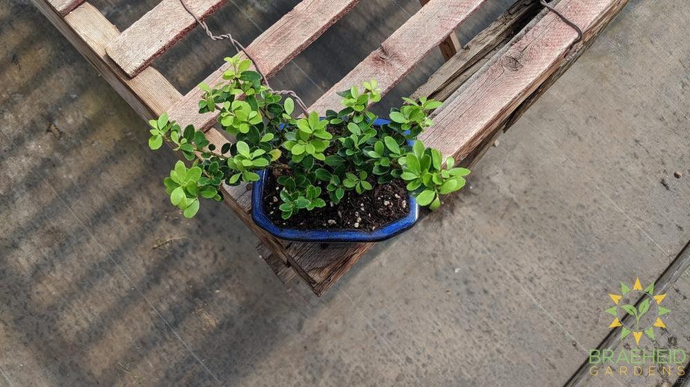 Japanese Dwarf Holly Bonsai