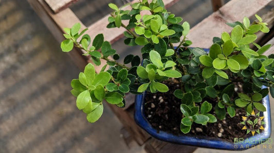 Japanese Dwarf Holly Bonsai