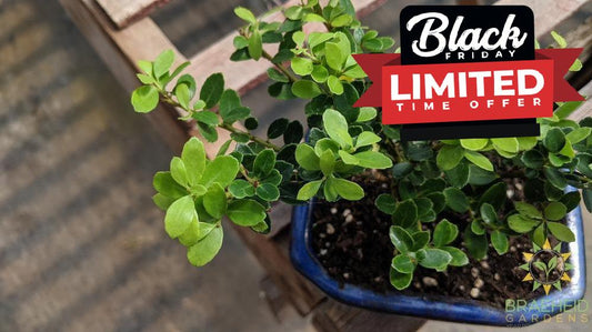 Japanese Dwarf Holly Bonsai