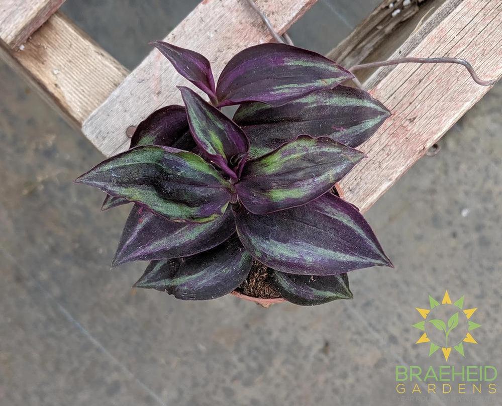 Red Wandering Jew
