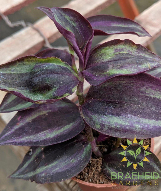 Red Wandering Jew