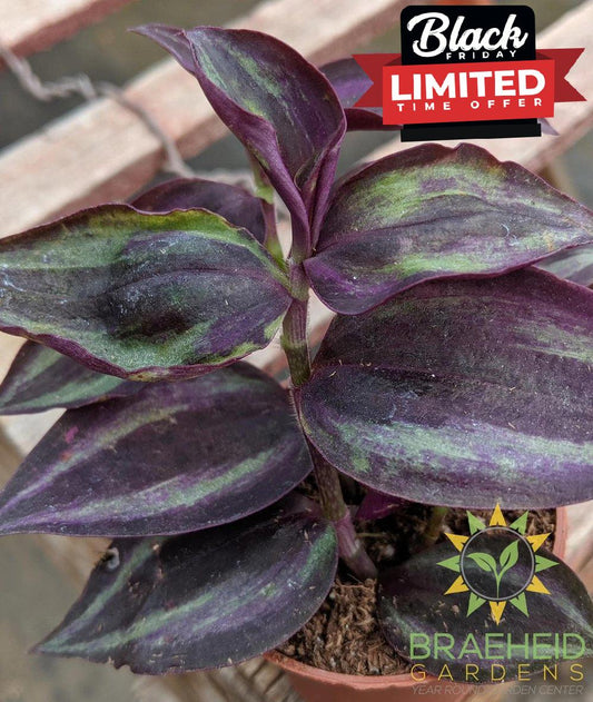 Red Wandering Jew