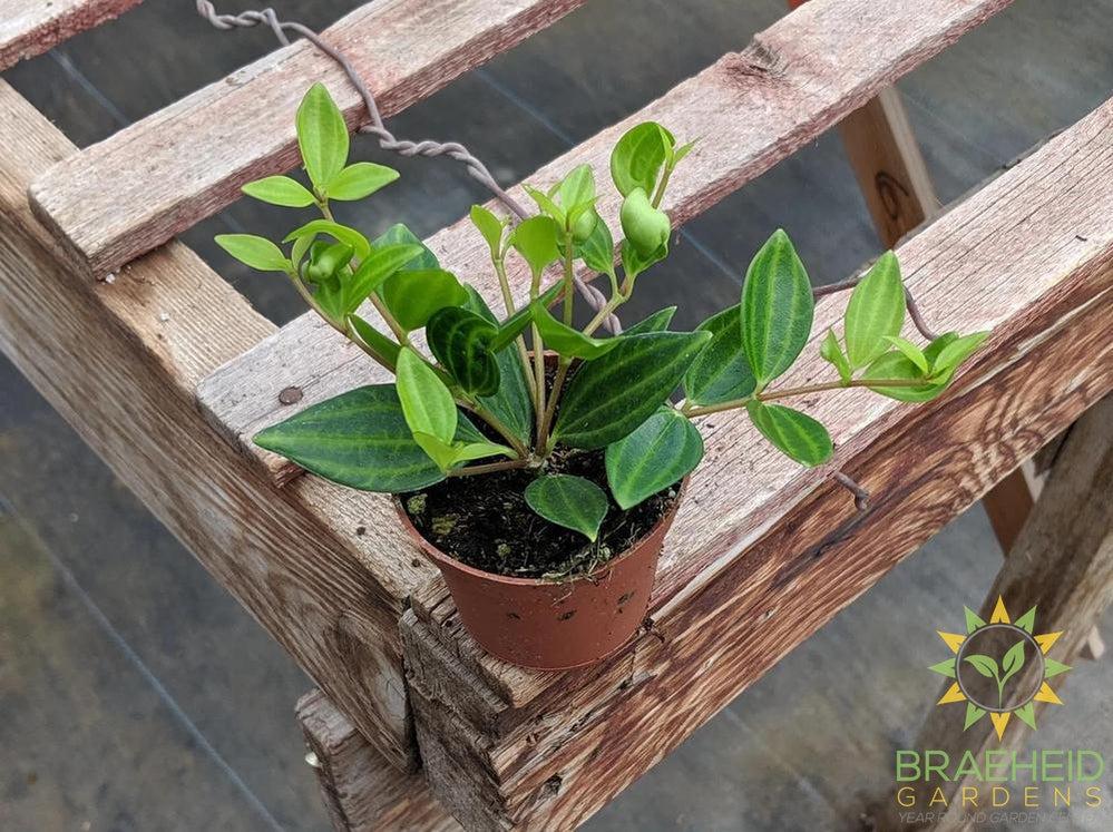 Peperomia Quadrangularis