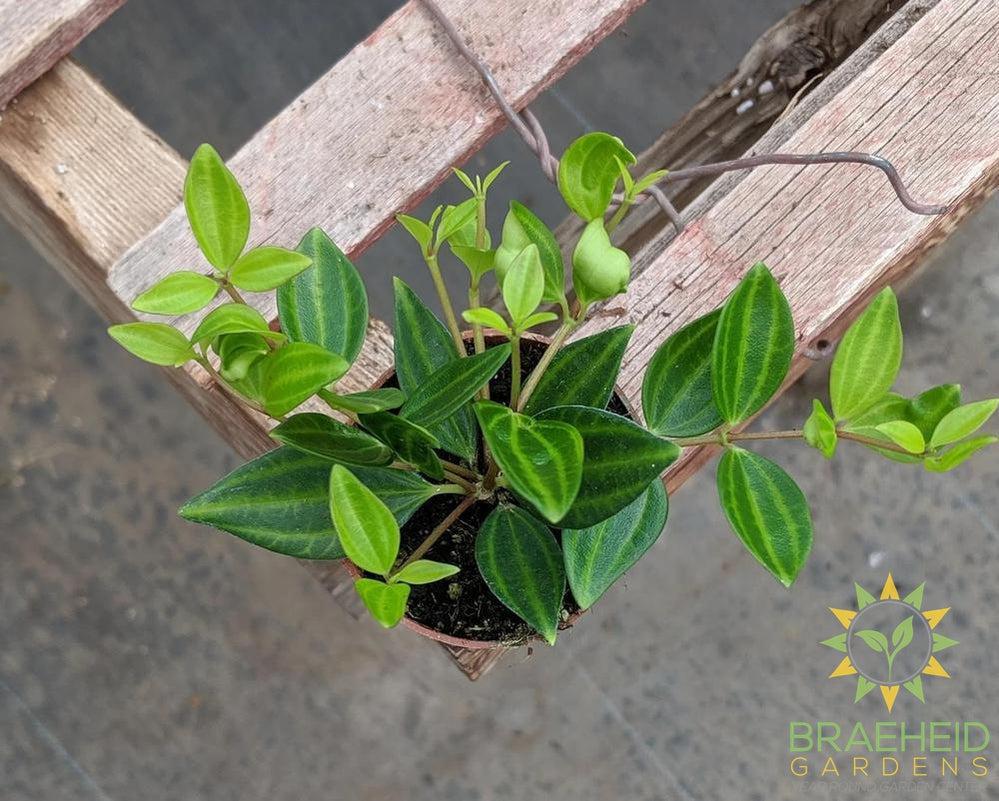 Peperomia Quadrangularis