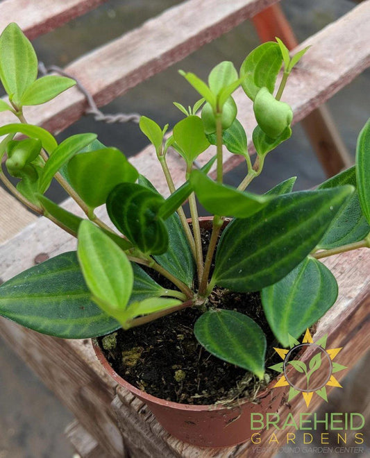 Peperomia Quadrangularis