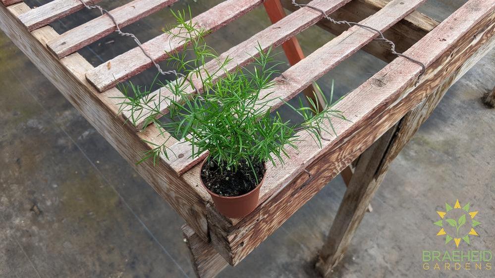 Asparagus Fern